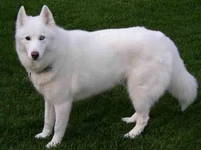 Beyaz Sibirya Kurdu Özellikleri