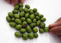 Zeytin Kurdu Türleri ve Özellikleri