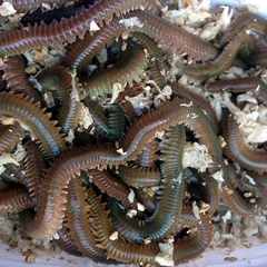 Çin Kurdu Türleri ve Özellikleri