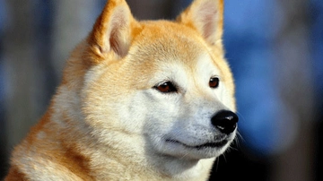 Kurt Köpeği Cinsleri Nelerdir?